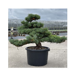 Pinus parviflora, 63 cm, ± 35 jaar oud