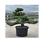 Pinus parviflora, 63 cm, ± 35 anni