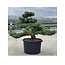 Pinus parviflora, 63 cm, ± 35 años