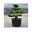 Pinus parviflora, 63 cm, ± 35 anni