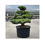 Pinus parviflora, 63 cm, ± 35 ans