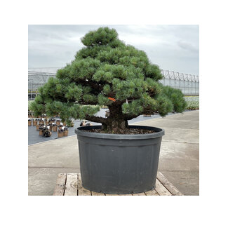 Pinus parviflora, 102 cm, ± 35 anni