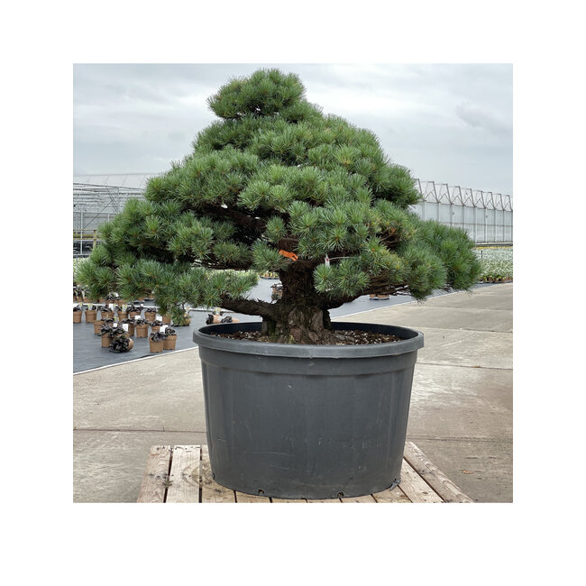 Pinus parviflora, 102 cm, ± 35 jaar oud