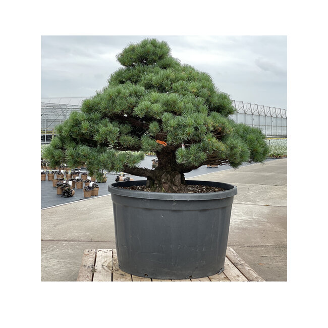 Pinus parviflora, 102 cm, ± 35 years old