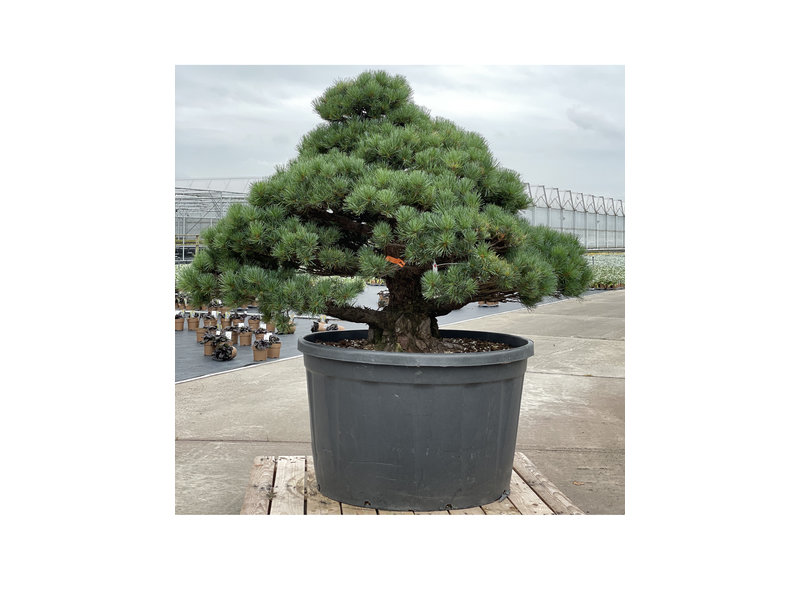 Pinus parviflora, 102 cm, ± 35 jaar oud