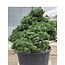 Pinus parviflora, 102 cm, ± 35 años