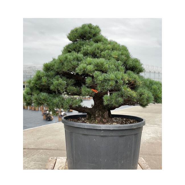 Pinus parviflora, 102 cm, ± 35 jaar oud