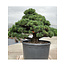 Pinus parviflora, 102 cm, ± 35 años