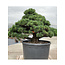Pinus parviflora, 102 cm, ± 35 Jahre alt