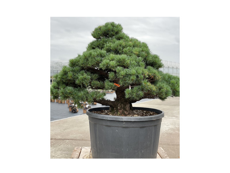 Pinus parviflora, 102 cm, ± 35 years old