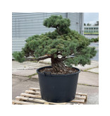 Pinus parviflora, 96 cm, ± 35 jaar oud