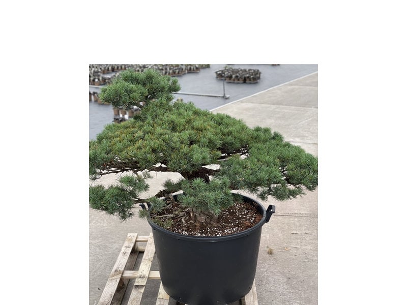Pinus parviflora, 96 cm, ± 35 jaar oud