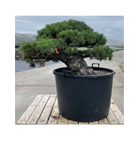 Pinus parviflora, 70 cm, ± 35 Jahre alt