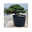 Pinus parviflora, 70 cm, ± 35 years old