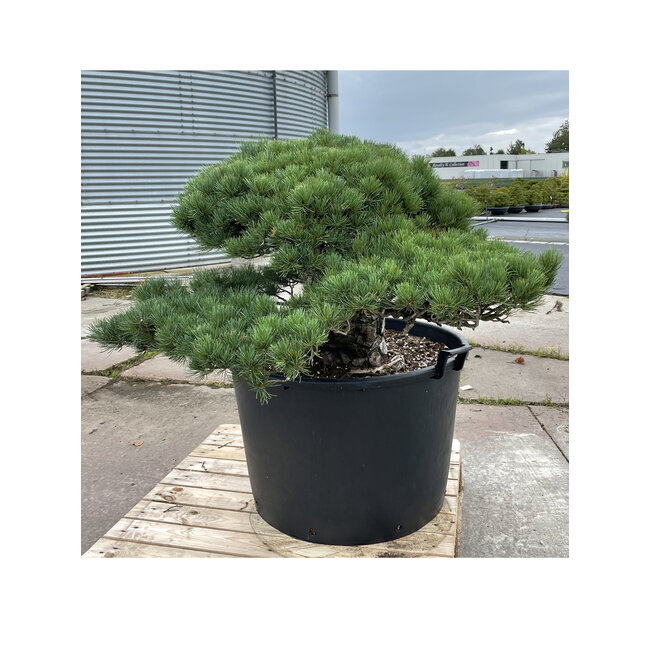 Pinus parviflora, 70 cm, ± 35 Jahre alt