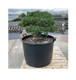 Pinus parviflora, 70 cm, ± 35 jaar oud