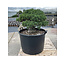 Pinus parviflora, 70 cm, ± 35 ans