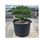 Pinus parviflora, 70 cm, ± 35 jaar oud