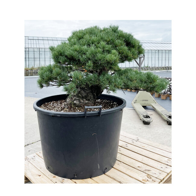 Pinus parviflora, 70 cm, ± 35 Jahre alt