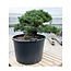 Pinus parviflora, 70 cm, ± 35 años