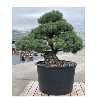 Cuerda negra 100 gr - Bonsai Plaza