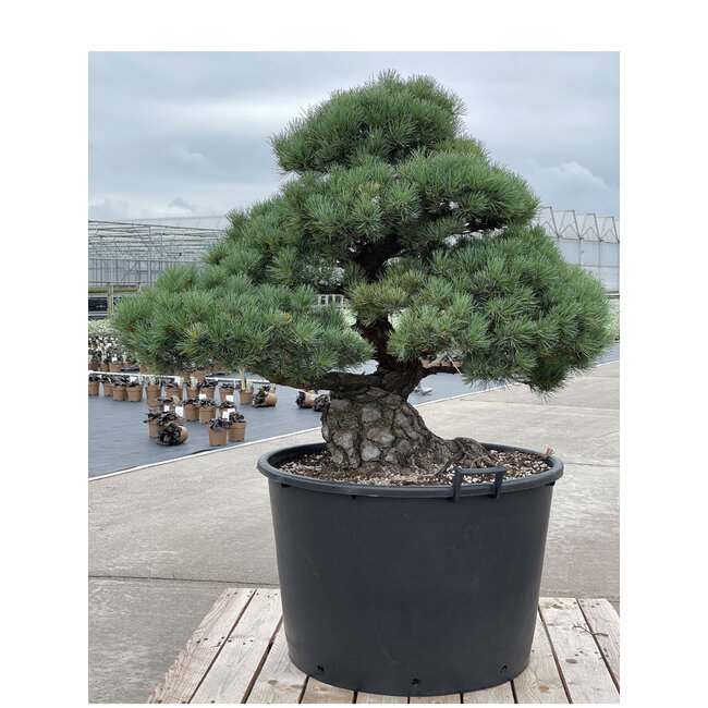 Pinus parviflora, 101 cm, ± 35 años