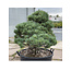Pinus parviflora, 101 cm, ± 35 ans