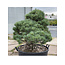 Pinus parviflora, 101 cm, ± 35 Jahre alt