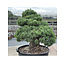 Pinus parviflora, 101 cm, ± 35 ans
