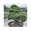 Pinus parviflora, 101 cm, ± 35 jaar oud