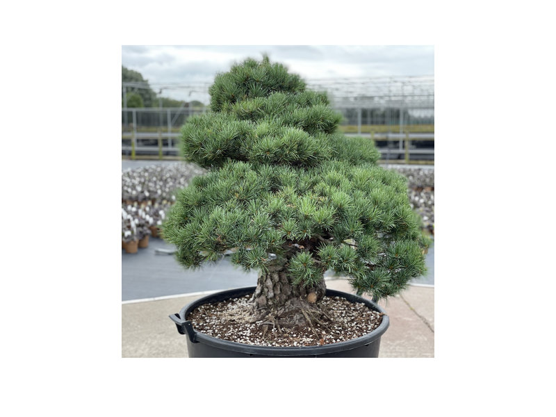 Pinus parviflora, 101 cm, ± 35 jaar oud