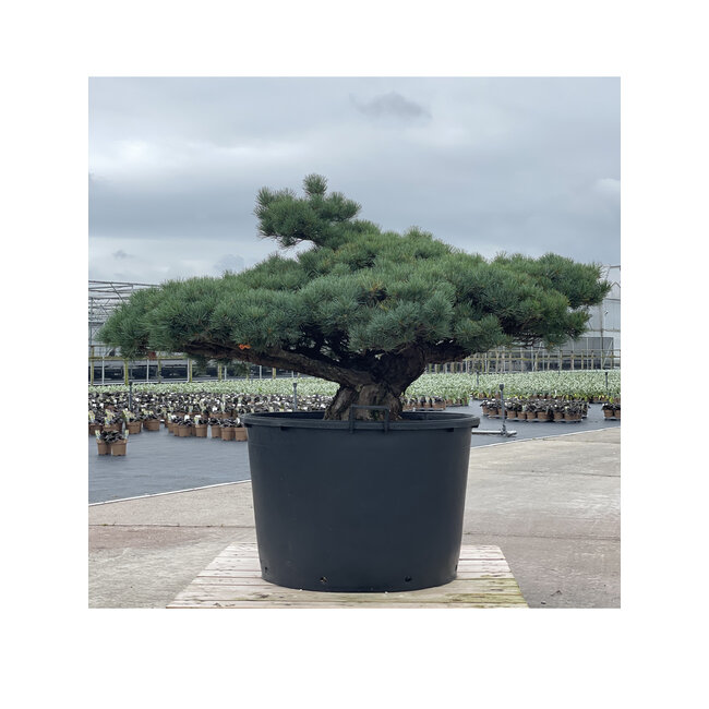 Pinus parviflora, 84 cm, ± 35 ans