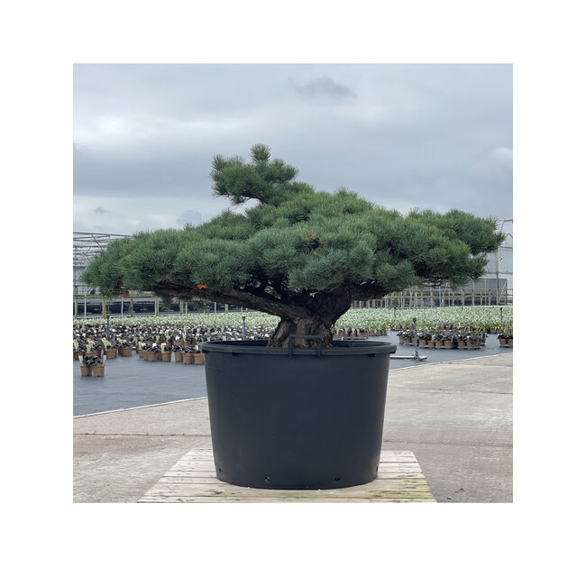 Pinus parviflora, 84 cm, ± 35 Jahre alt