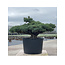Pinus parviflora, 84 cm, ± 35 years old