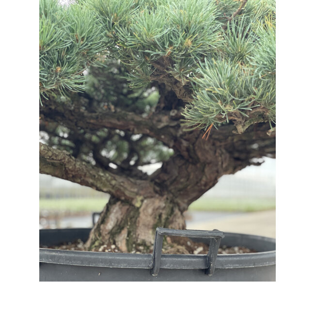 Pinus parviflora, 84 cm, ± 35 años