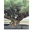 Pinus parviflora, 84 cm, ± 35 ans