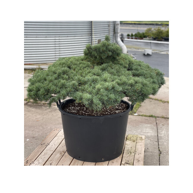 Pinus parviflora, 84 cm, ± 35 Jahre alt