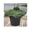 Pinus parviflora, 84 cm, ± 35 anni