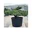 Pinus parviflora, 84 cm, ± 35 ans