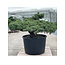 Pinus parviflora, 84 cm, ± 35 jaar oud
