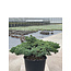 Pinus parviflora, 84 cm, ± 35 jaar oud