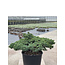 Pinus parviflora, 84 cm, ± 35 years old