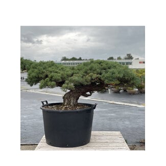 Pinus parviflora, 70 cm, ± 35 jaar oud