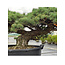 Pinus parviflora, 70 cm, ± 35 ans