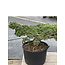 Pinus parviflora, 70 cm, ± 35 ans