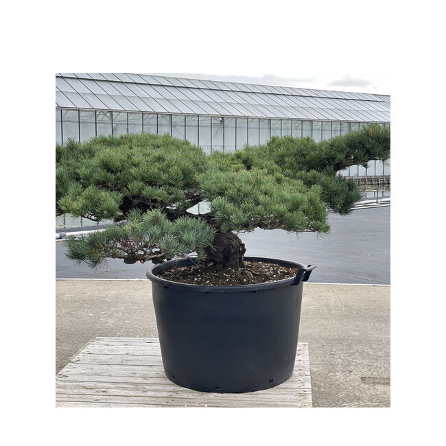Pinus parviflora, 70 cm, ± 35 ans