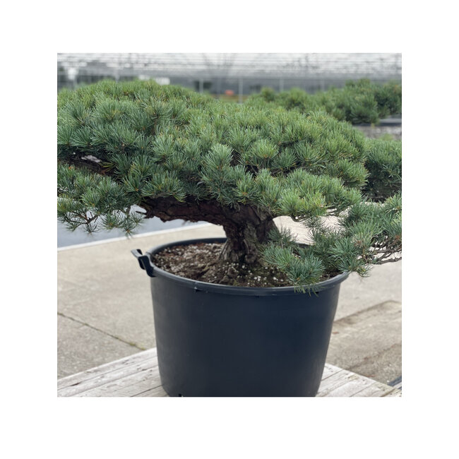 Pinus parviflora, 70 cm, ± 35 jaar oud