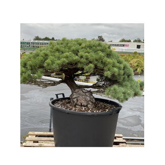 Pinus parviflora, 73 cm, ± 35 ans