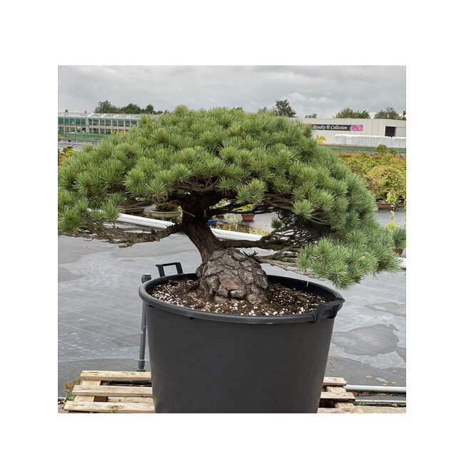 Pinus parviflora, 73 cm, ± 35 anni