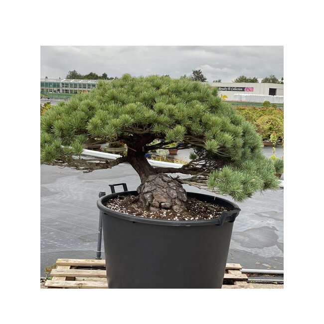 Pinus parviflora, 73 cm, ± 35 jaar oud